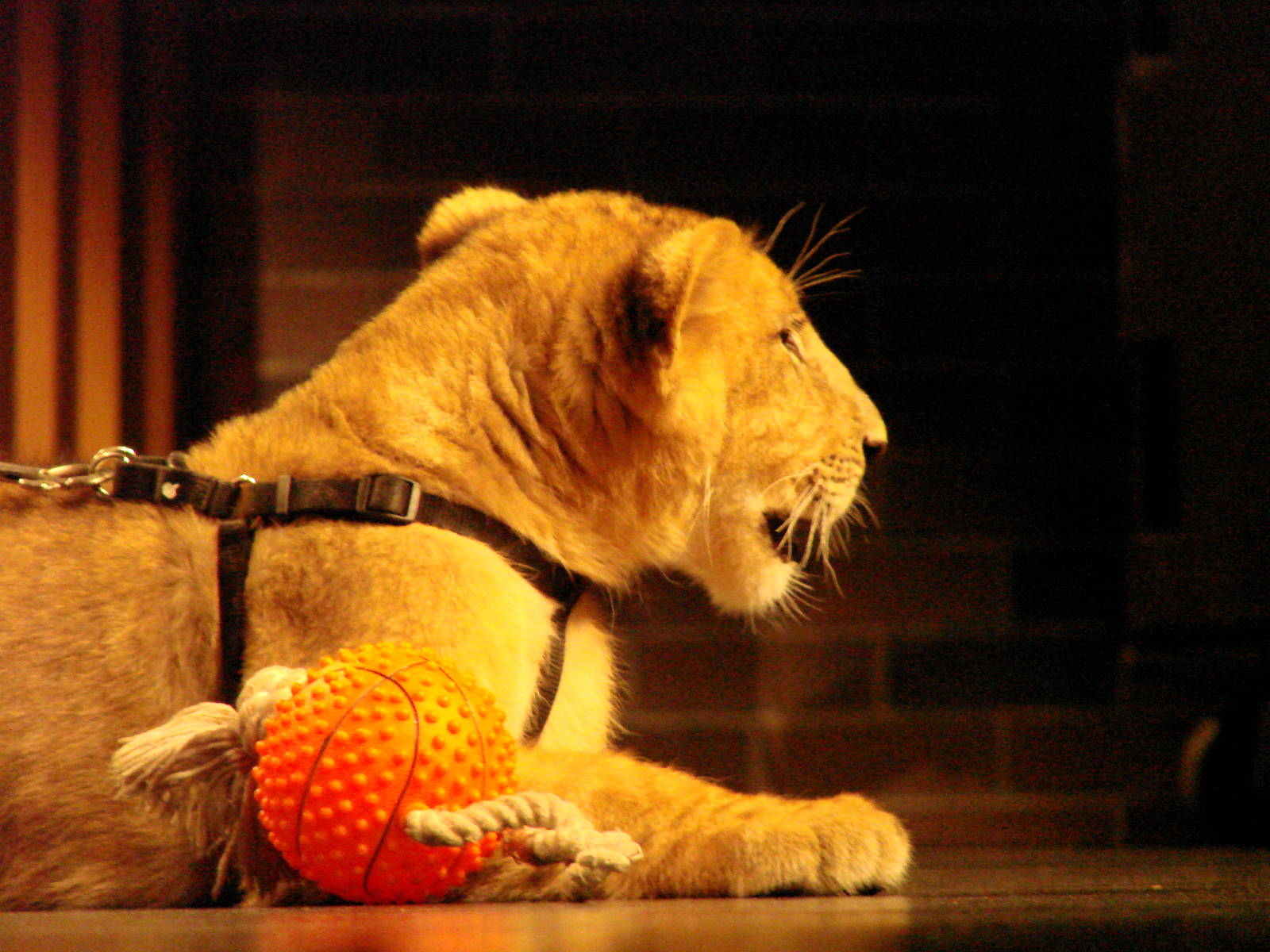 Steel City Safari - November 15th, 2009