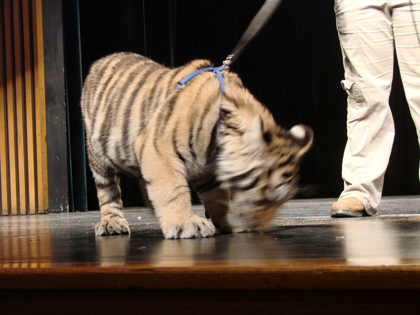 Steel City Safari - November 15th, 2009