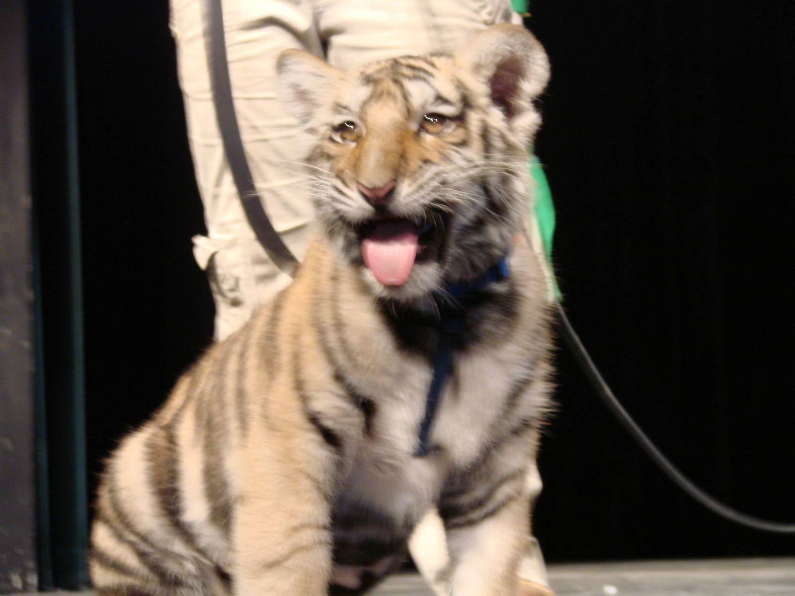 Steel City Safari - November 15th, 2009