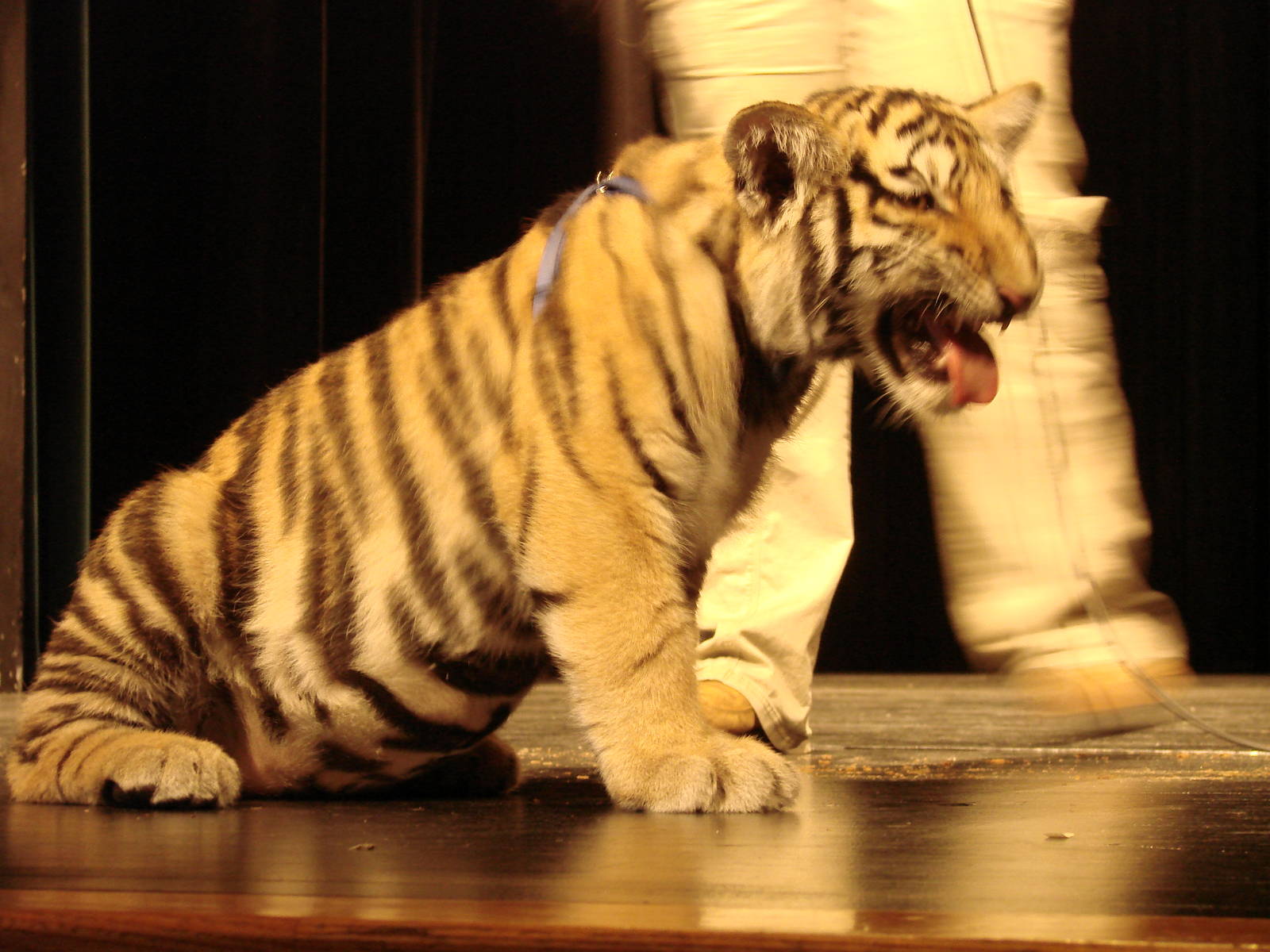 Steel City Safari - November 15th, 2009