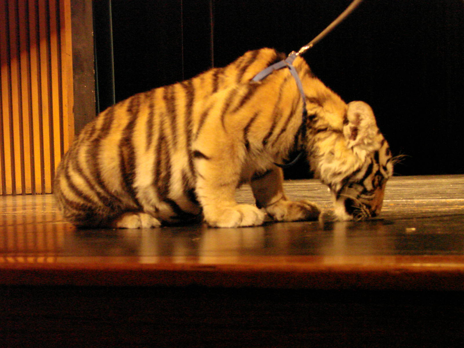 Steel City Safari - November 15th, 2009