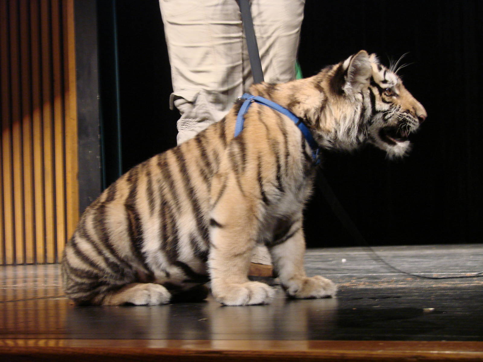 Steel City Safari - November 15th, 2009