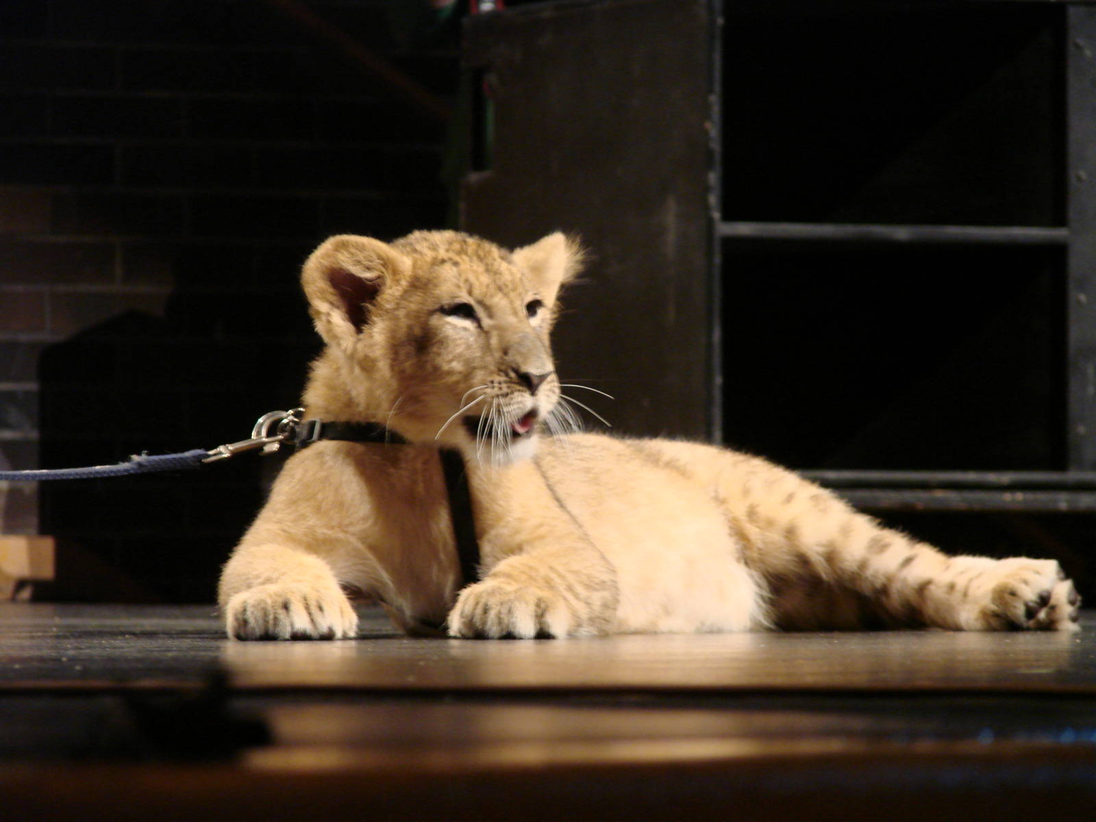 Steel City Safari - November 15th, 2009