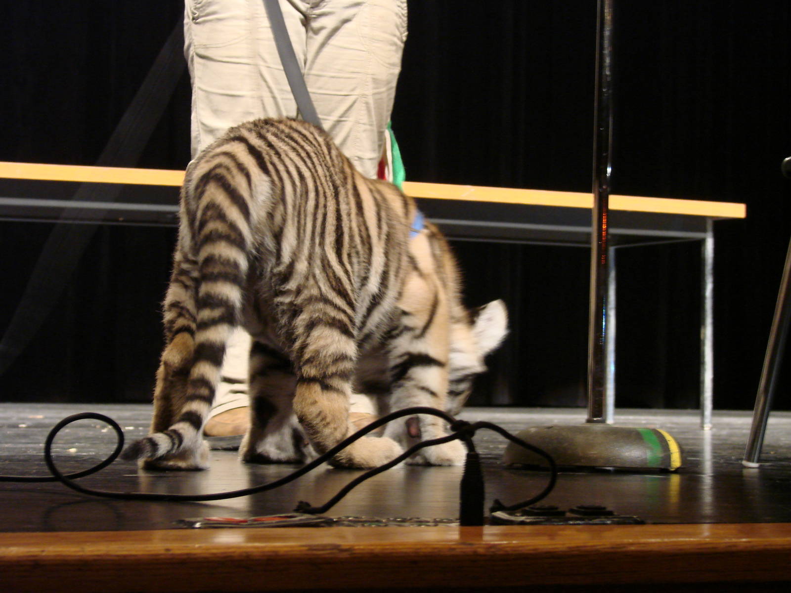 Steel City Safari - November 15th, 2009