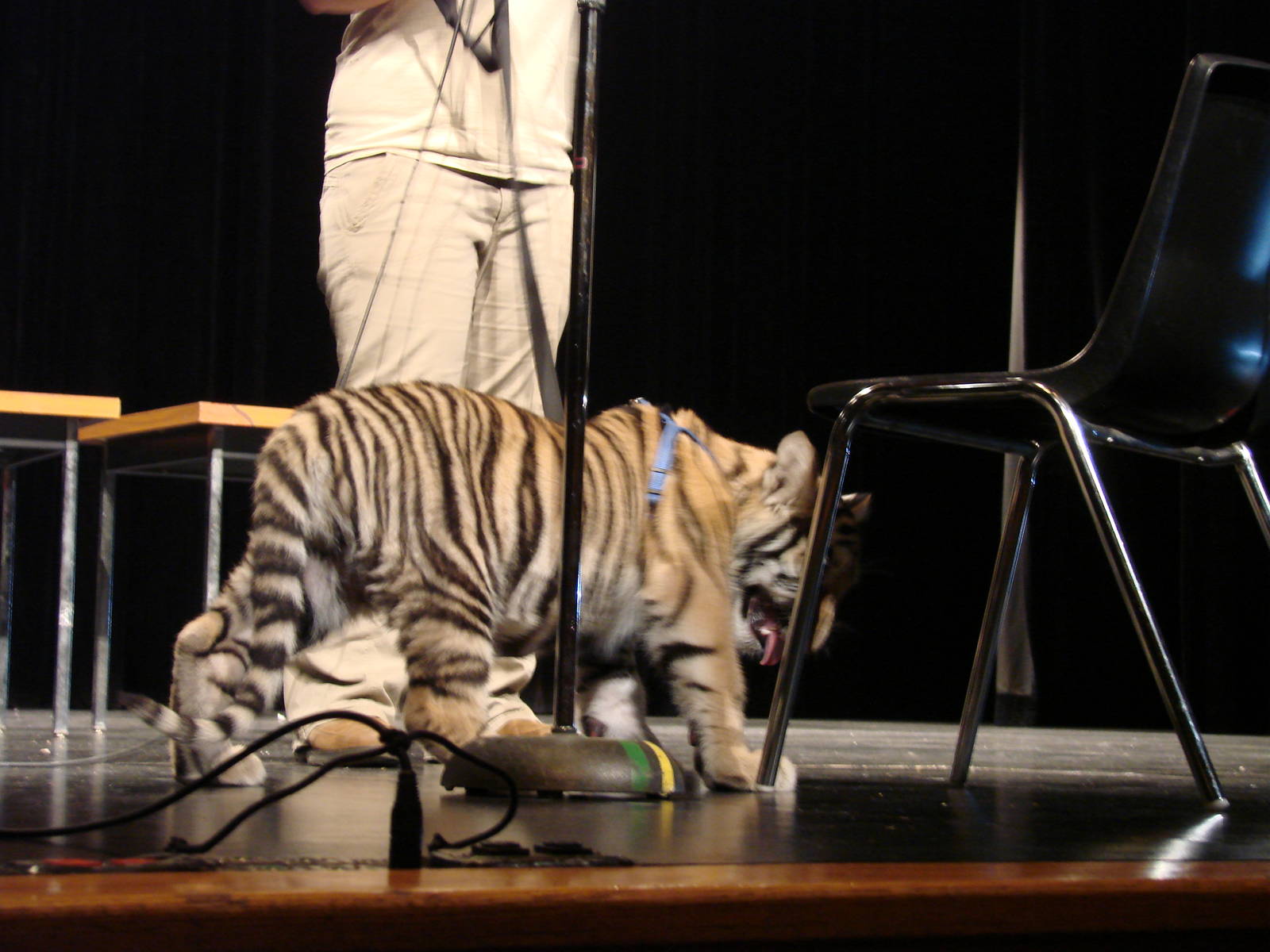 Steel City Safari - November 15th, 2009