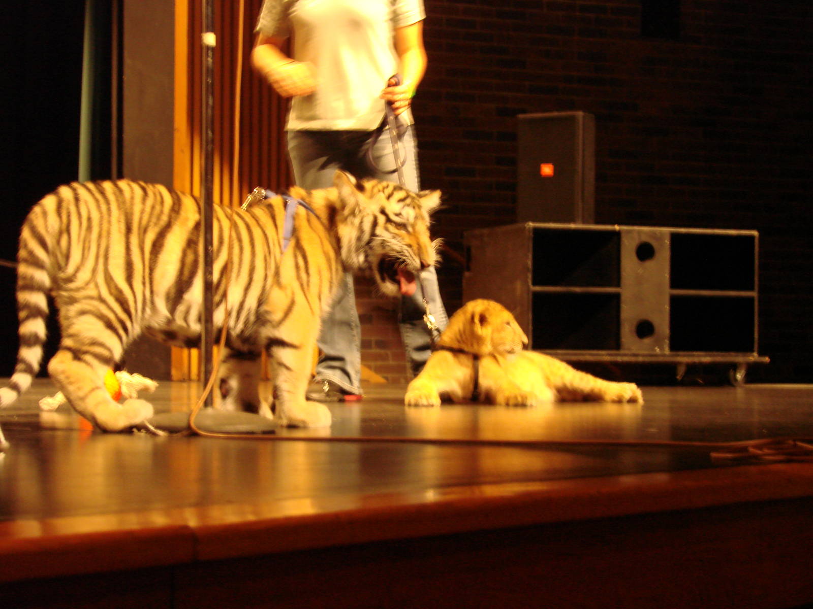 Steel City Safari - November 15th, 2009