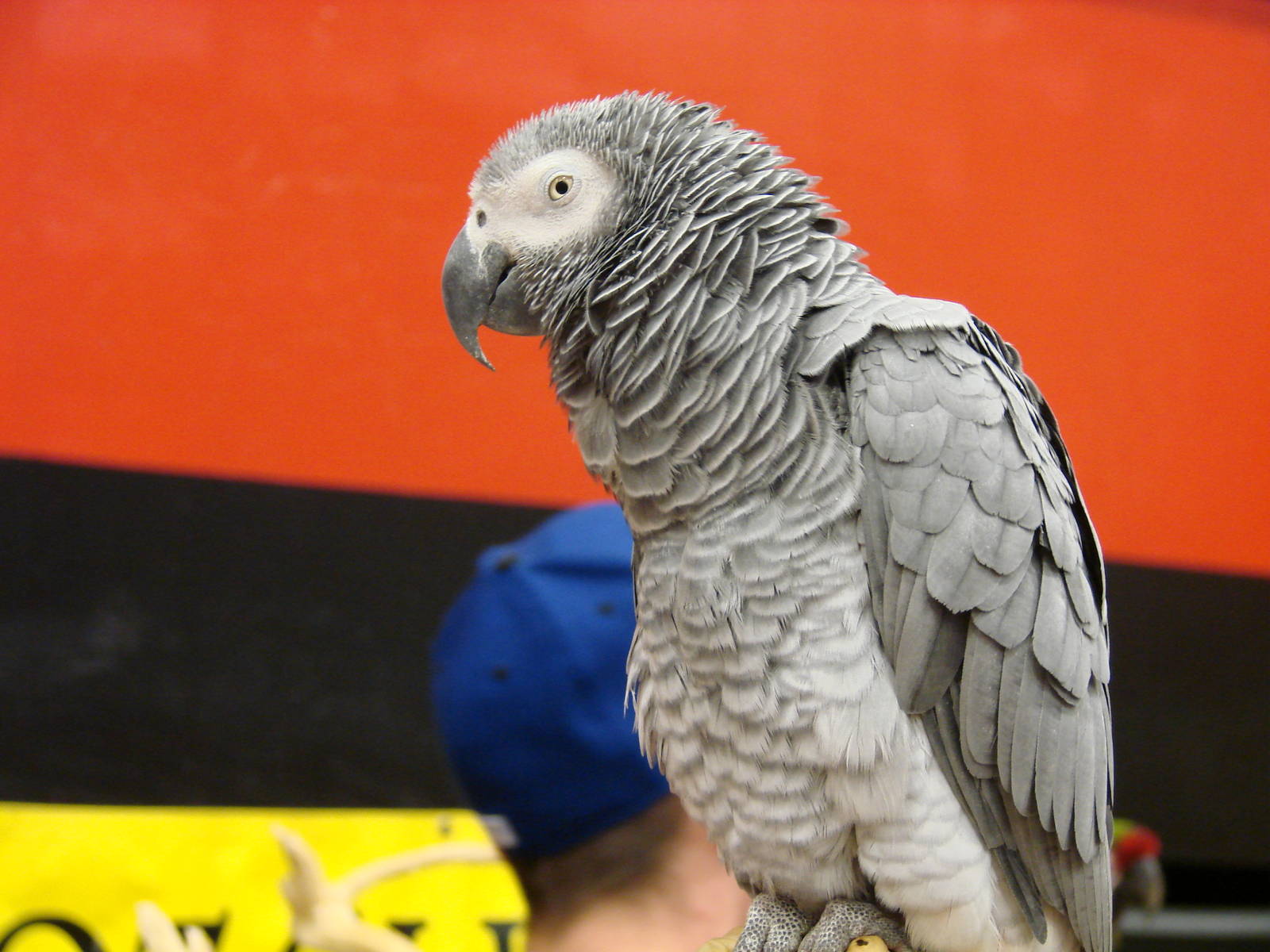 Steel City Safari - November 15th, 2009