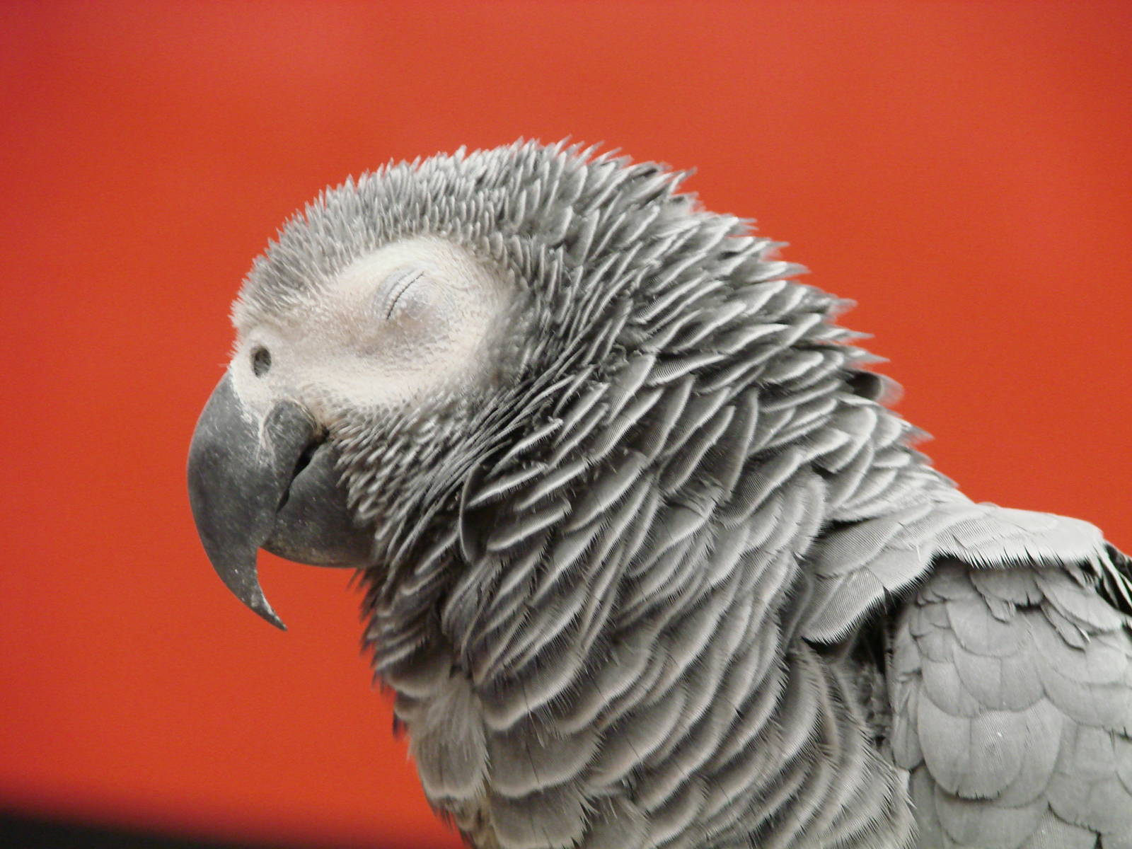 Steel City Safari - November 15th, 2009