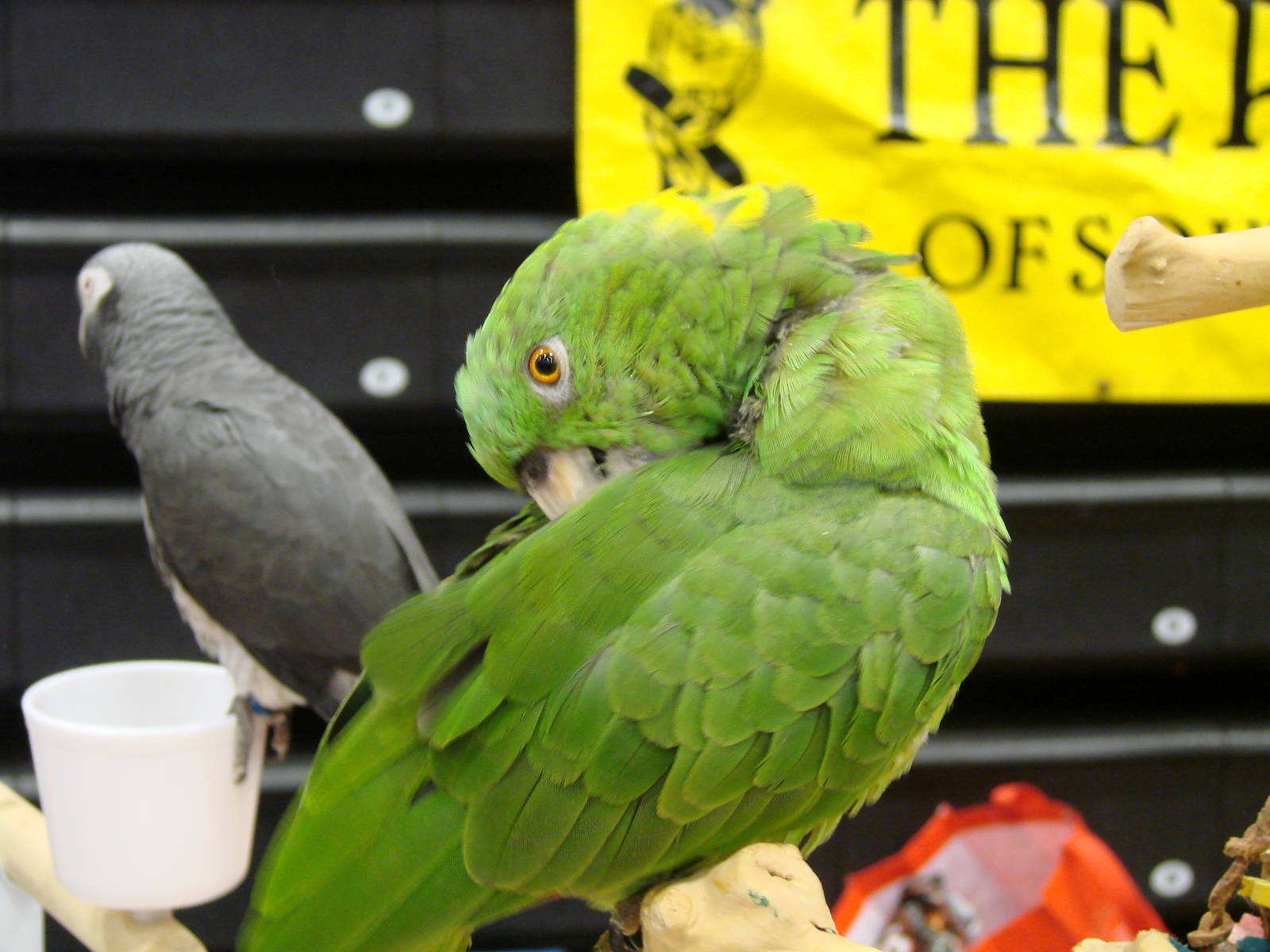 Steel City Safari - November 15th, 2009