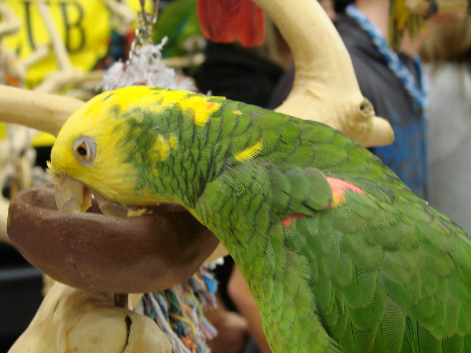 Steel City Safari - November 15th, 2009