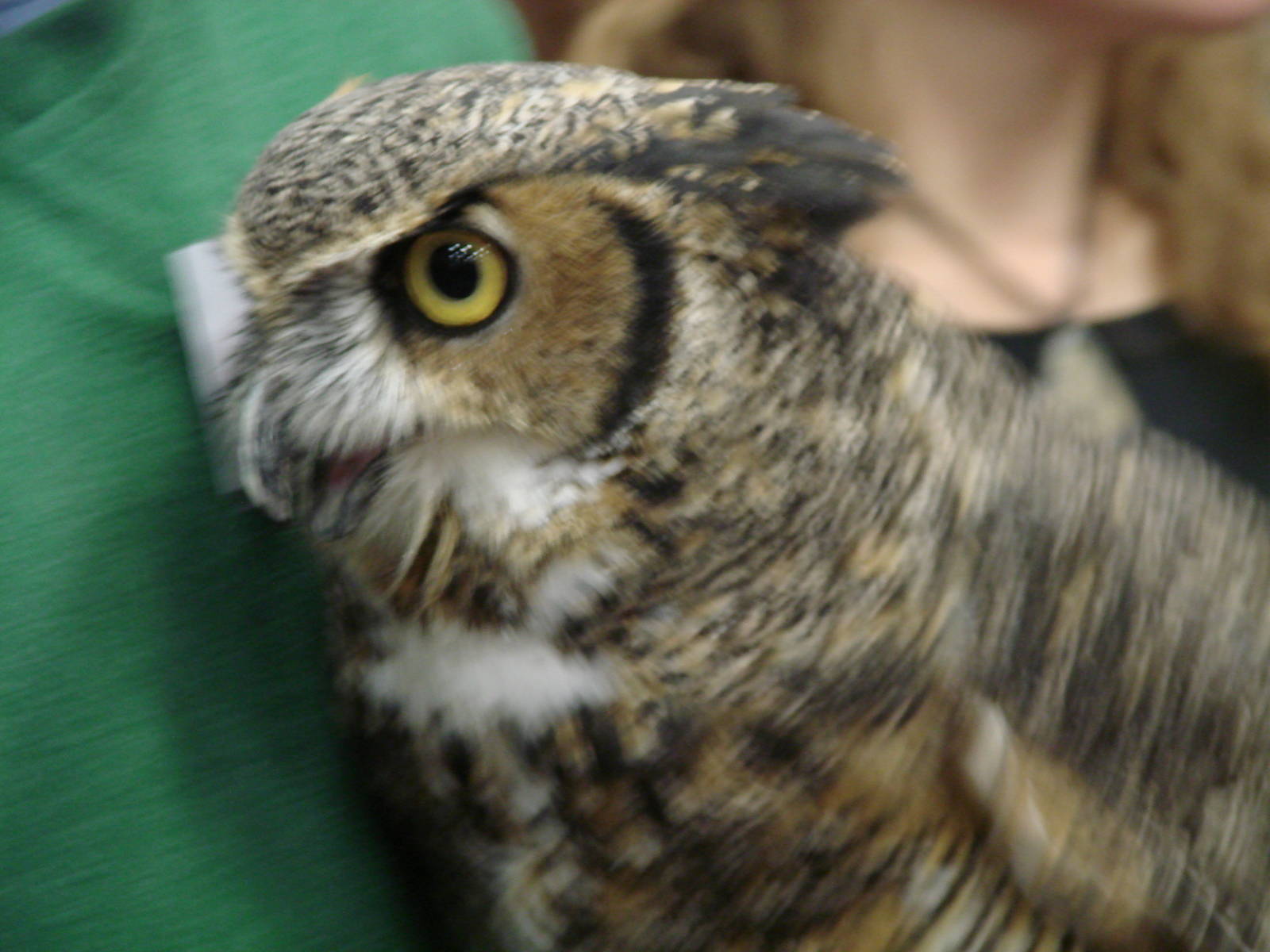 Steel City Safari - November 15th, 2009