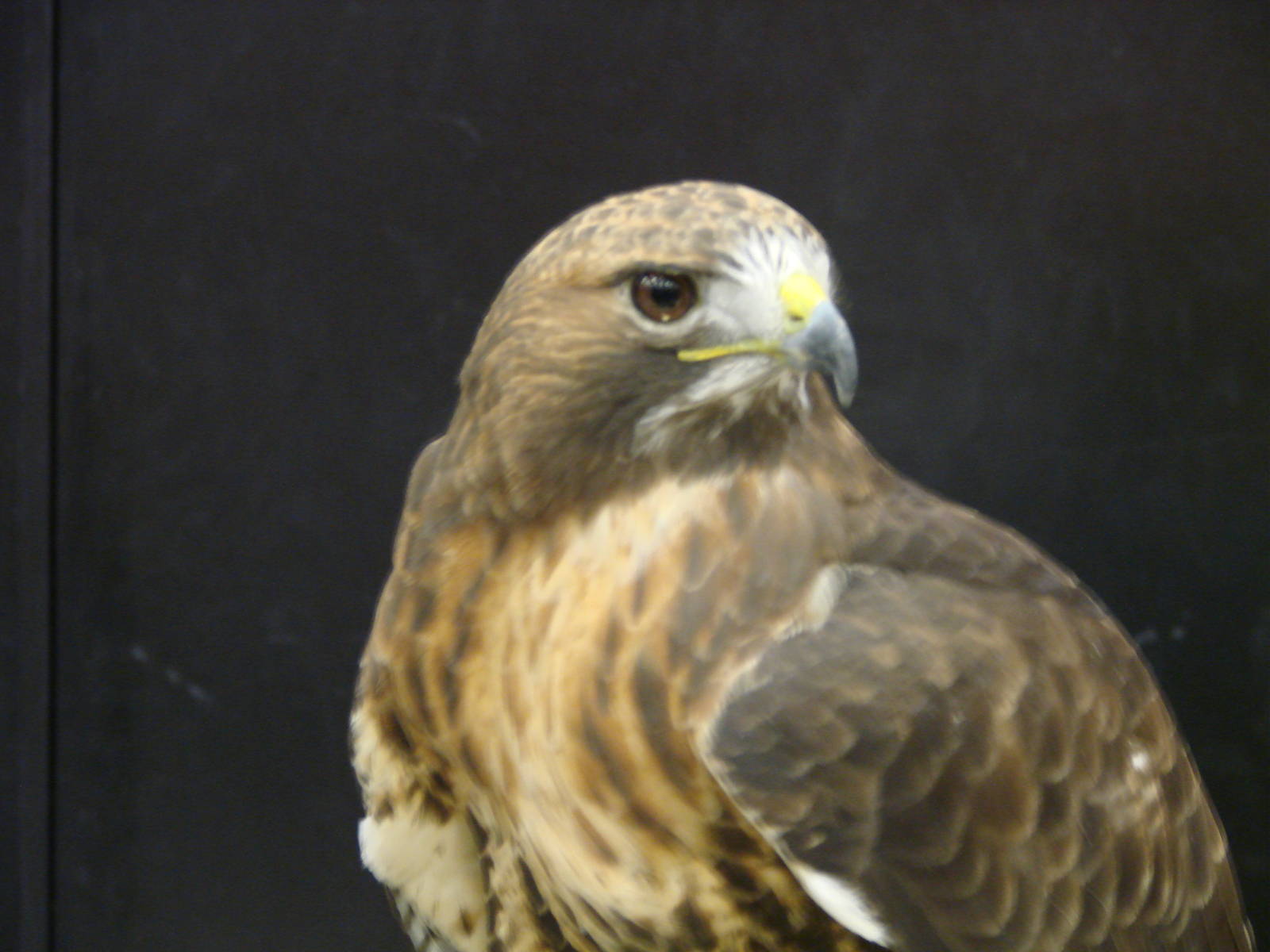 Steel City Safari - November 15th, 2009