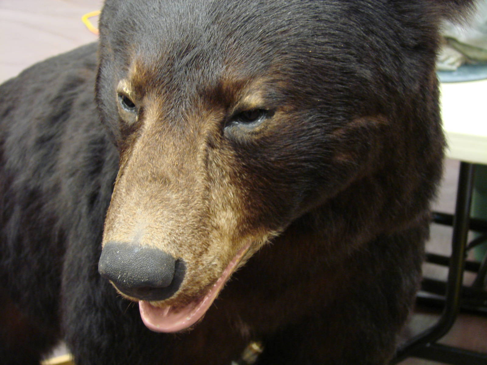 Steel City Safari - November 15th, 2009