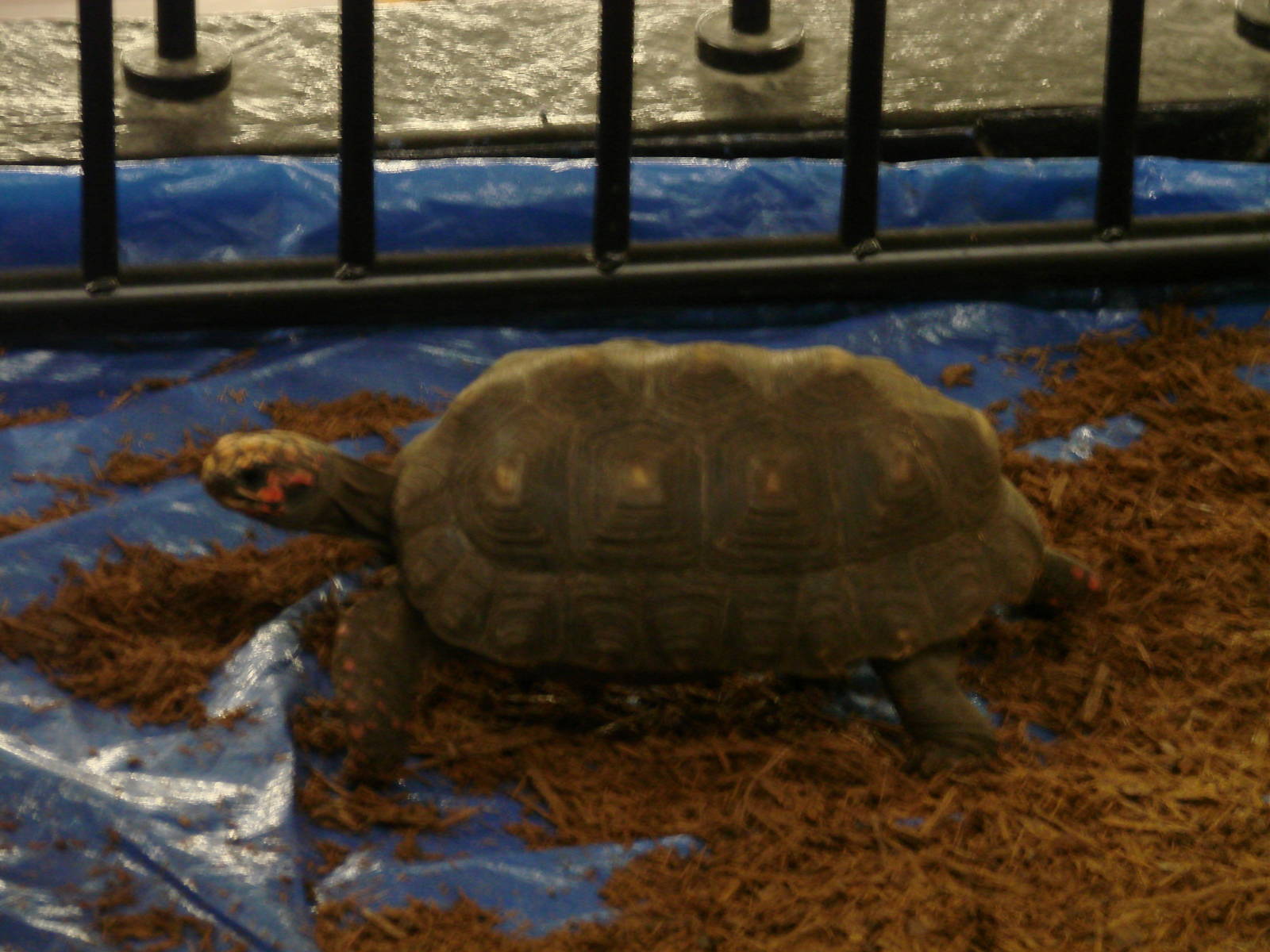 Steel City Safari - November 15th, 2009