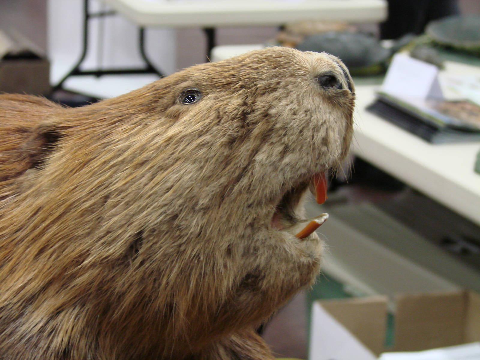 Steel City Safari - November 15th, 2009