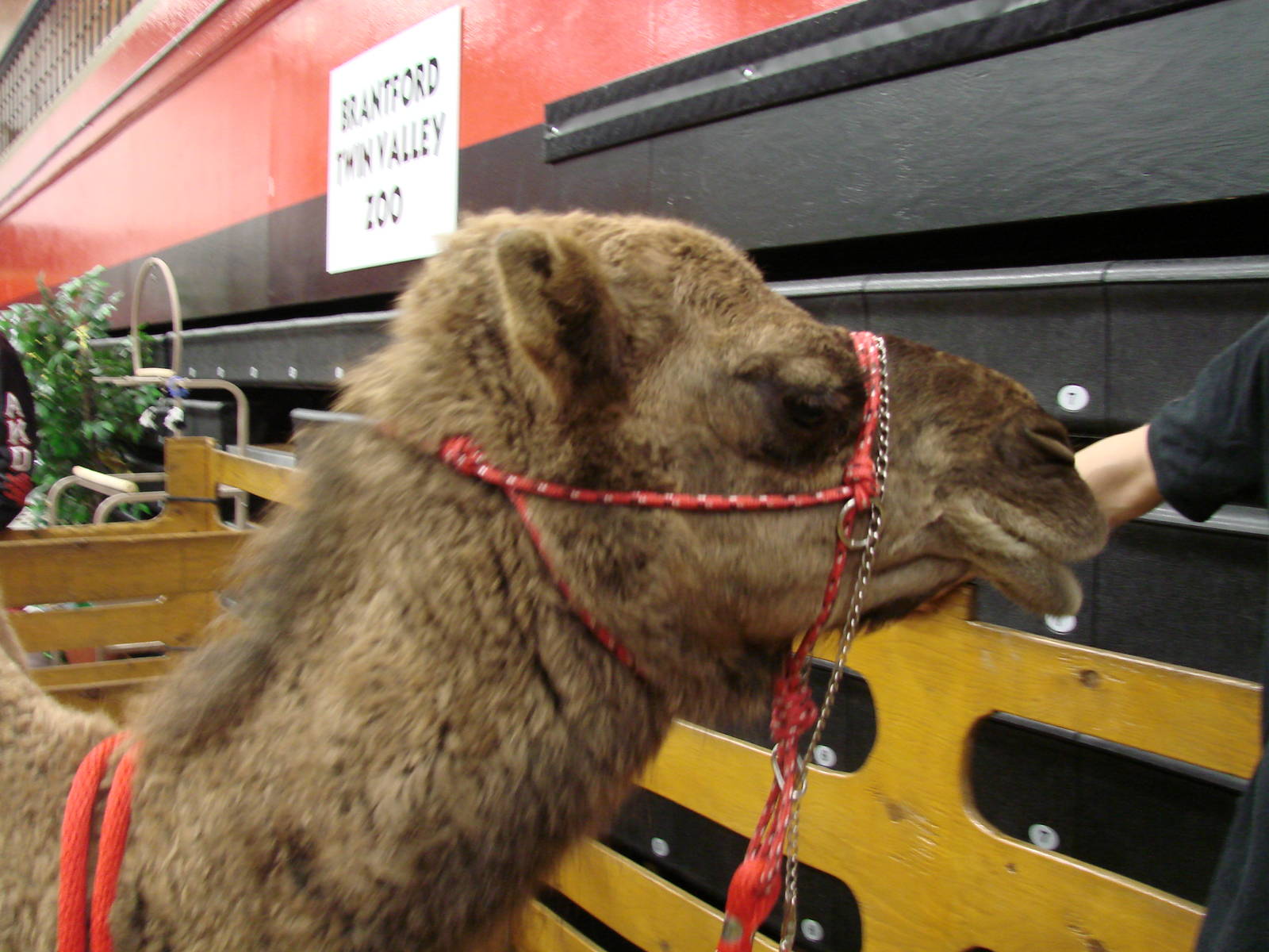 Steel City Safari - November 15th, 2009