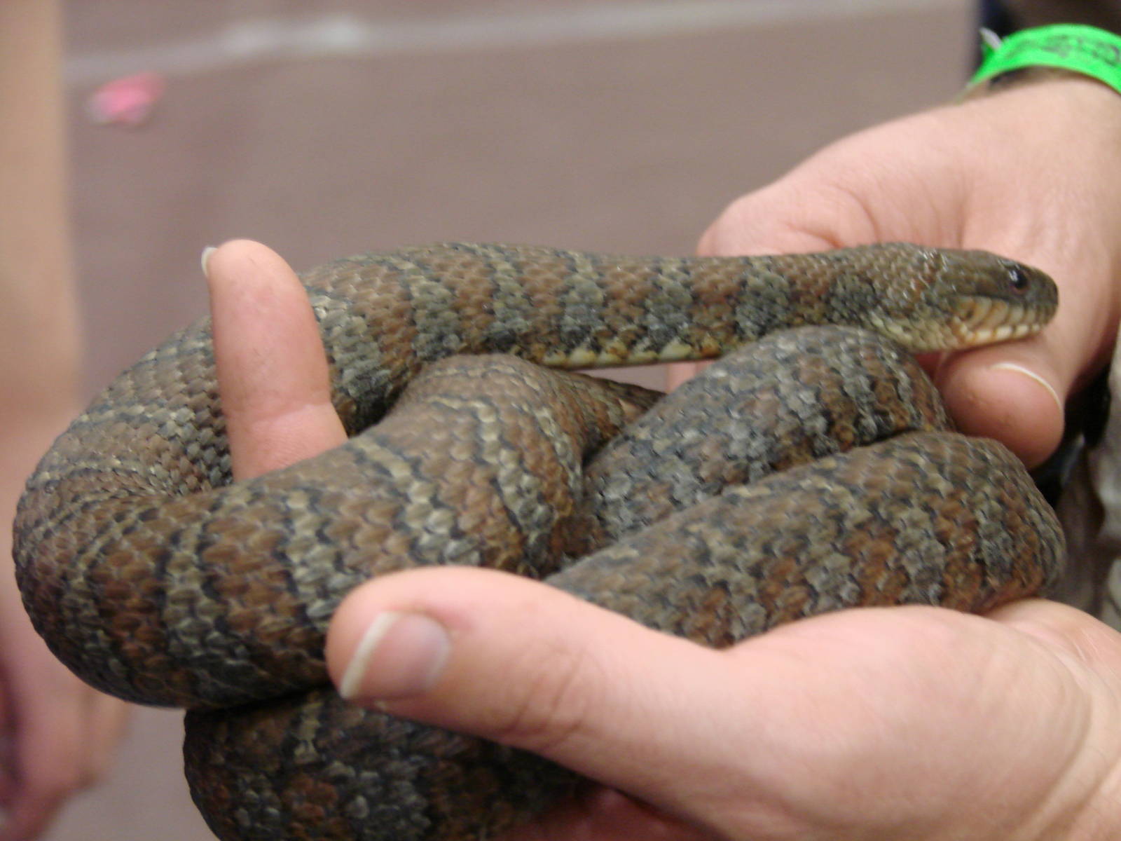 Steel City Safari - November 15th, 2009