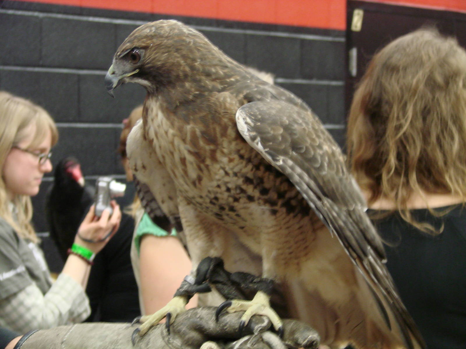 Steel City Safari - November 15th, 2009