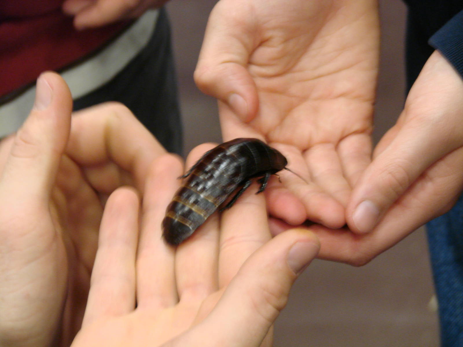 Steel City Safari - November 15th, 2009