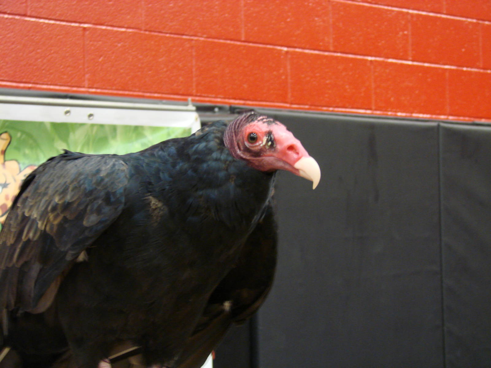 Steel City Safari - November 15th, 2009