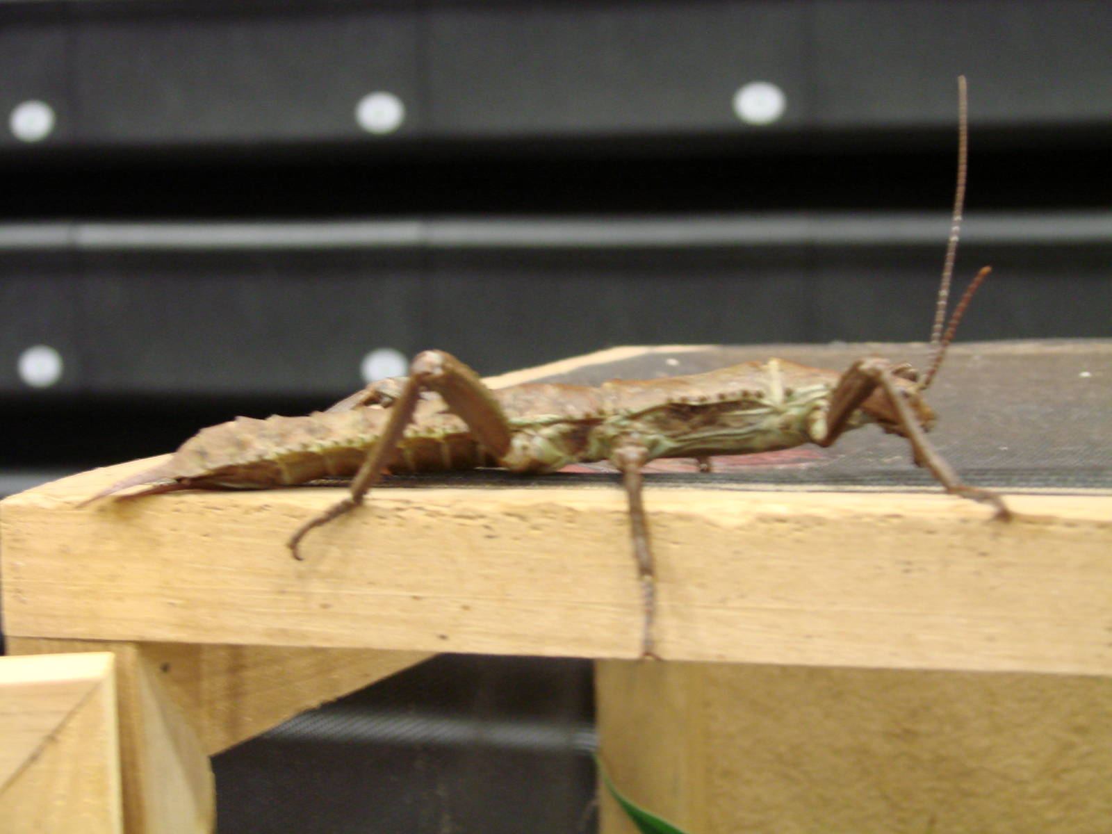 Steel City Safari - November 15th, 2009