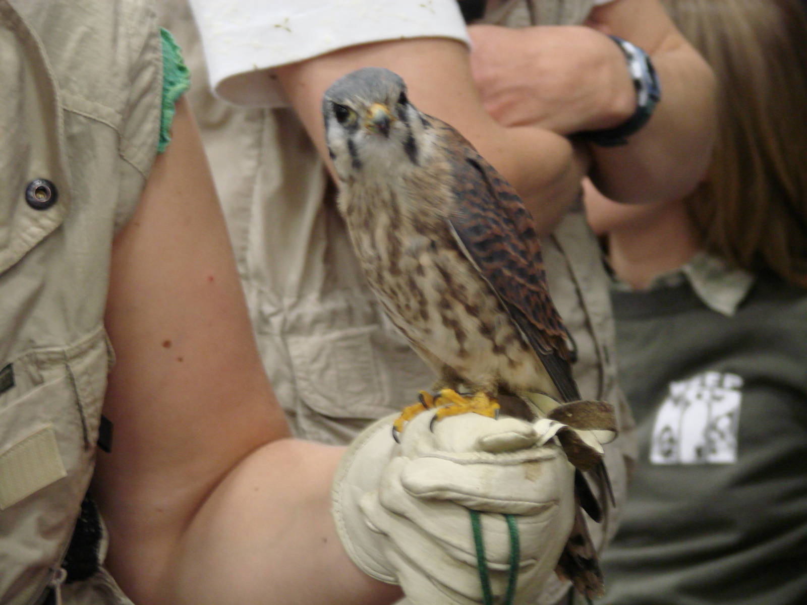 Steel City Safari - November 15th, 2009