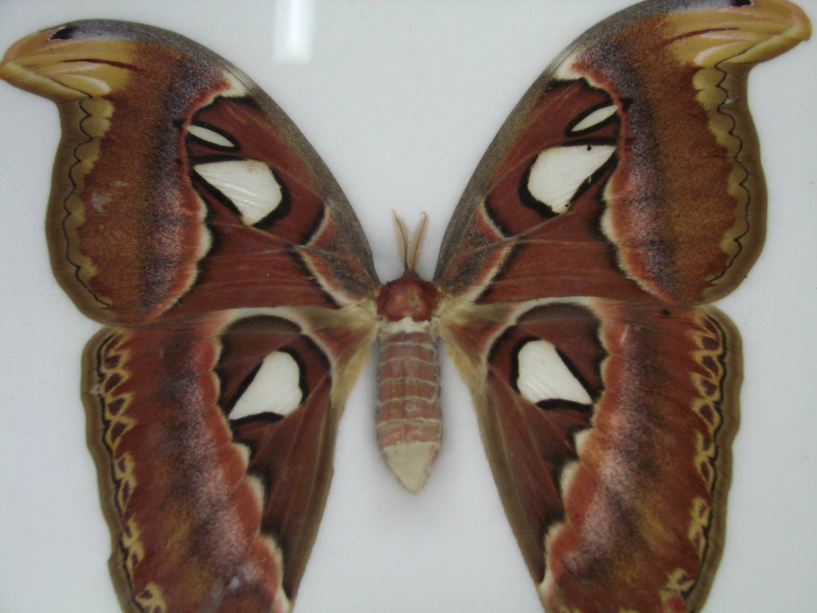 Steel City Safari - November 15th, 2009