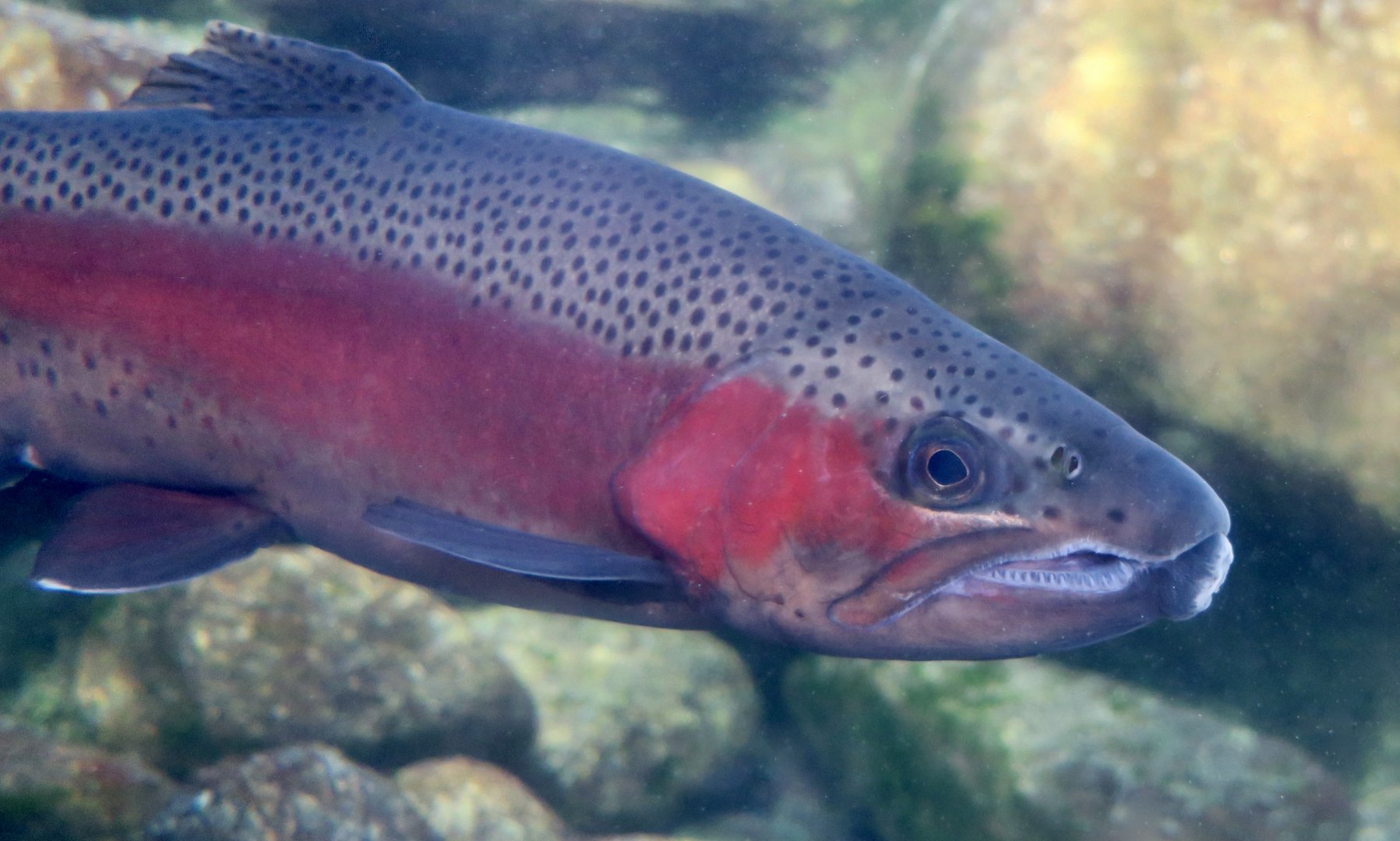 Steelhead Trout (Oncorhynchus mykiss irideus)