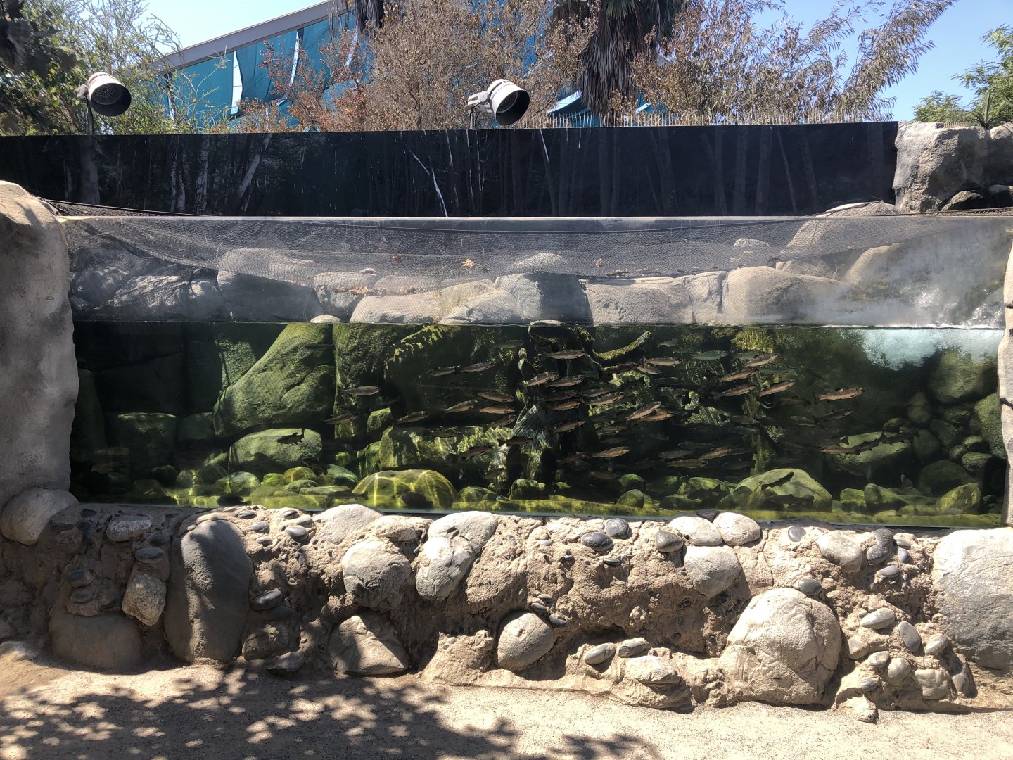 Steelhead trout (rainbow subspecies)