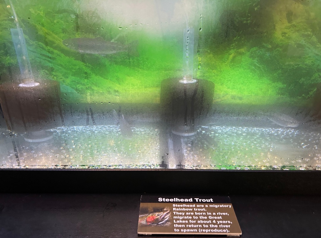 Steelhead Trout (Wolf Lake State Fish Hatchery, Mattawan, MI, 8/7/25)