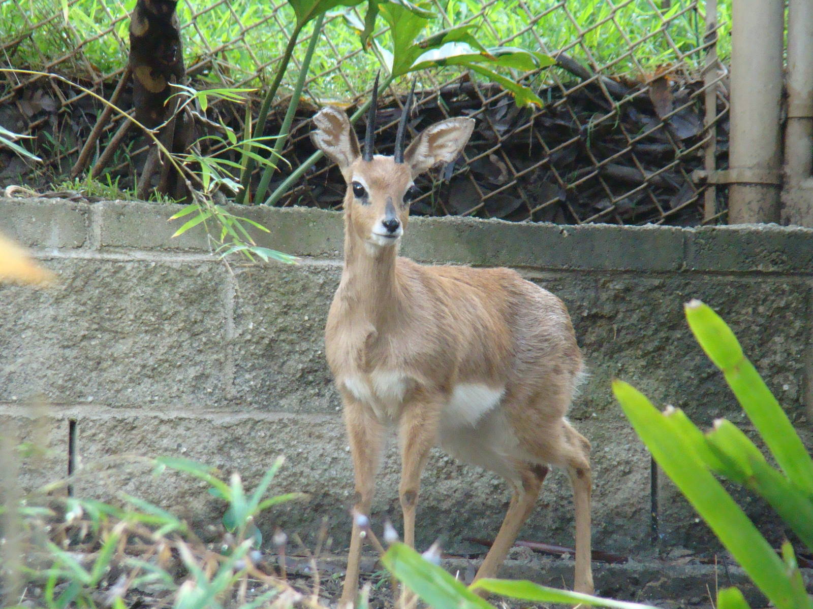 Steenbok at the Los Angeles Zoo
