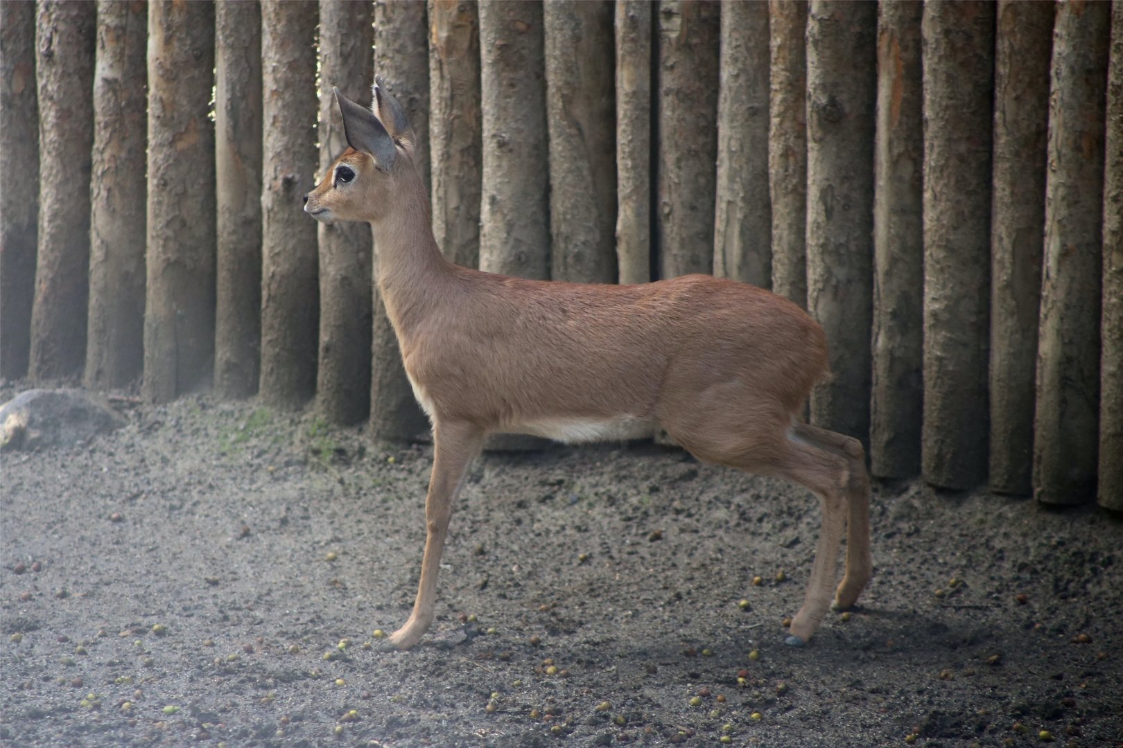 Steenbok fawn