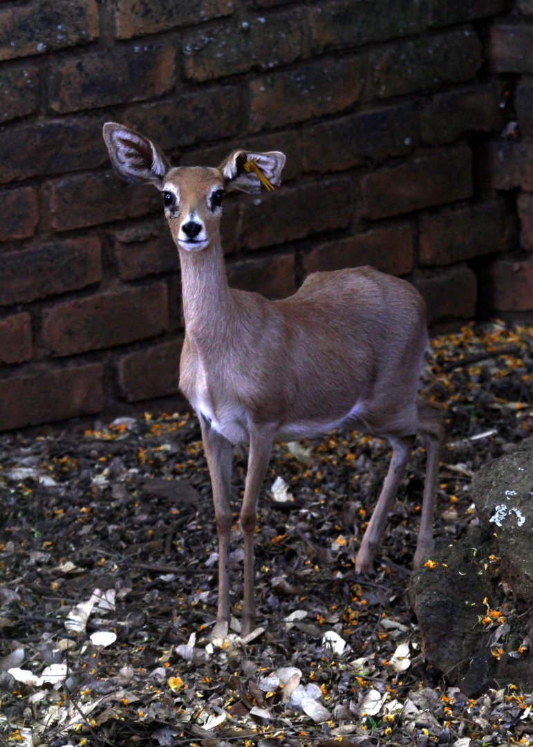 steenbok (Raphicerus campestris) female