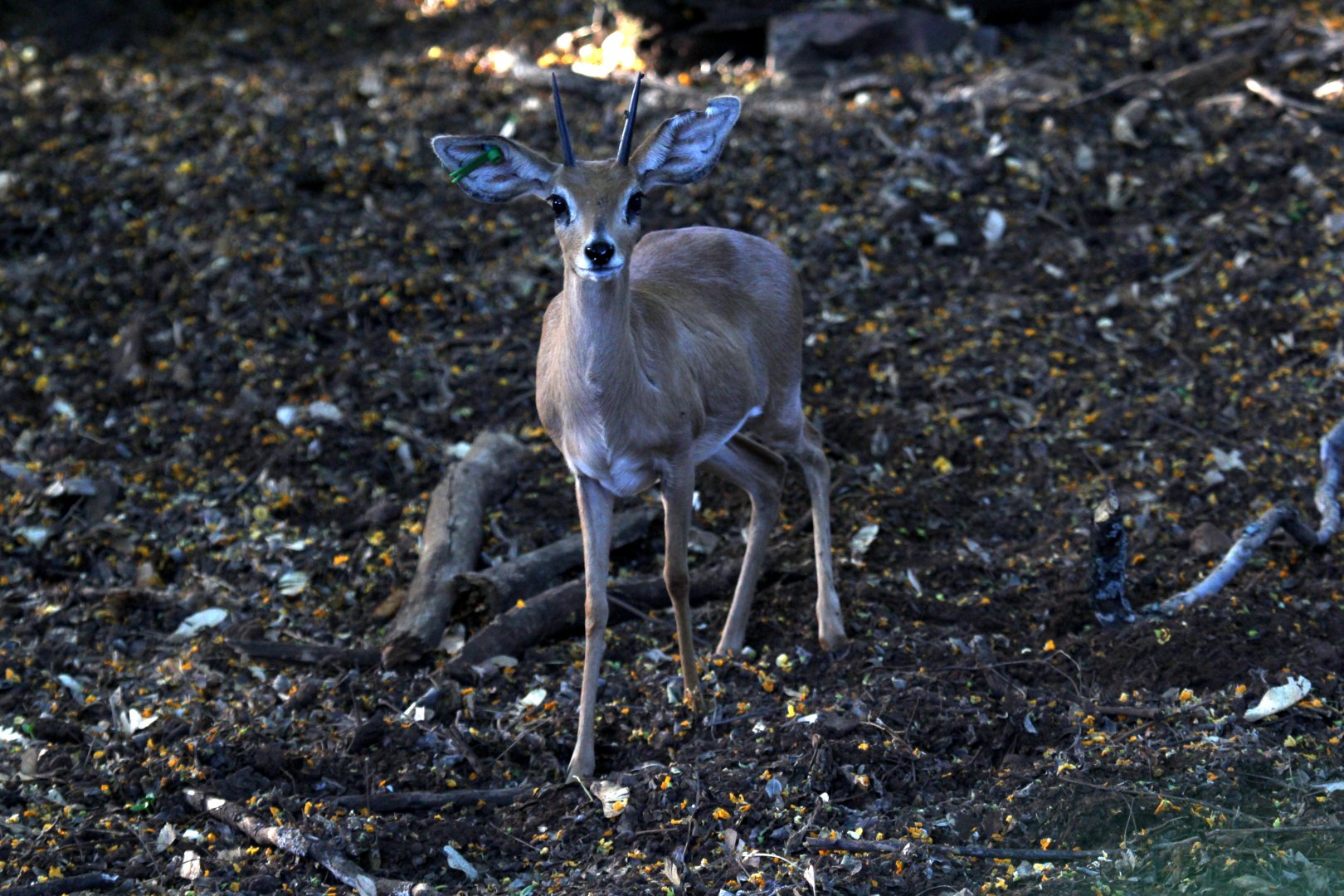 steenbok (Raphicerus campestris) male