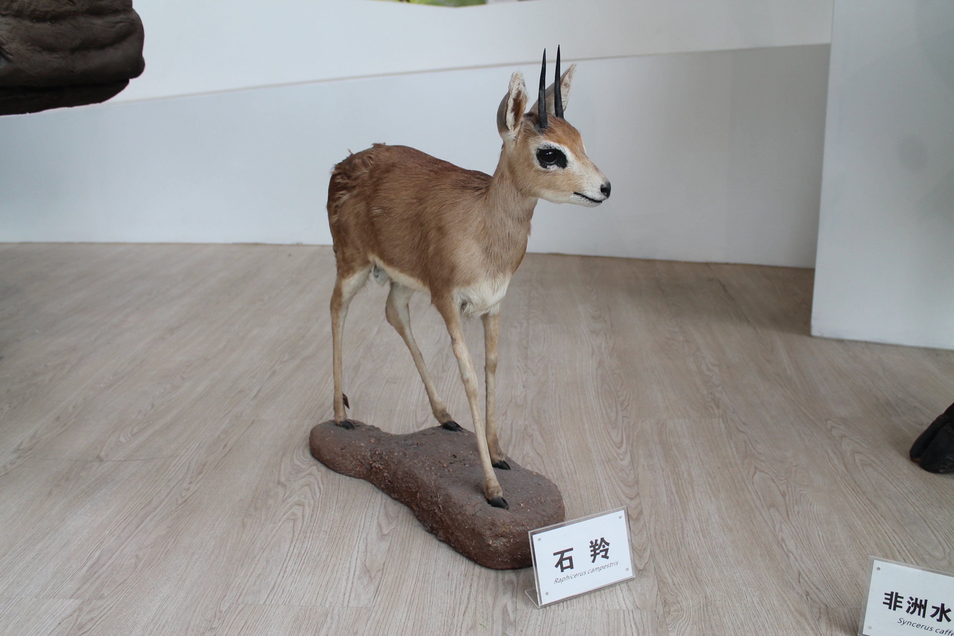 Steenbok (Raphicerus campestris) - Shaanxi Nature Museum