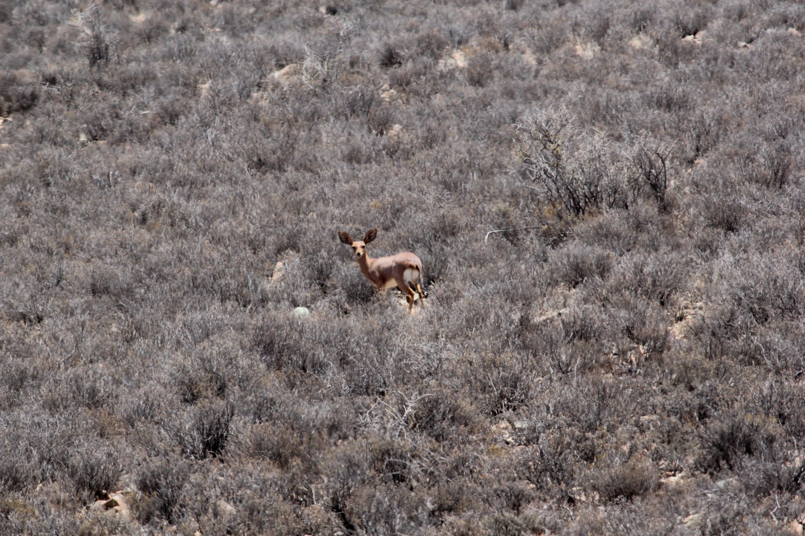 steenbok (Raphicerus campestris)