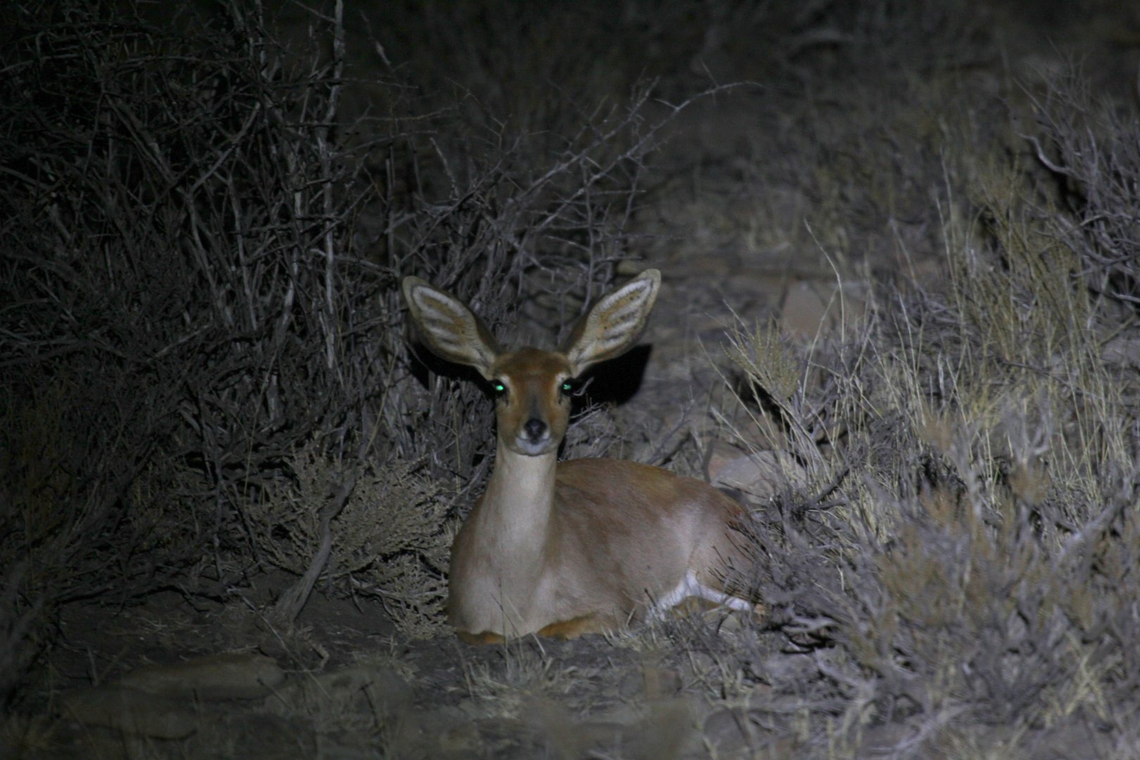 steenbok (Raphicerus campestris)