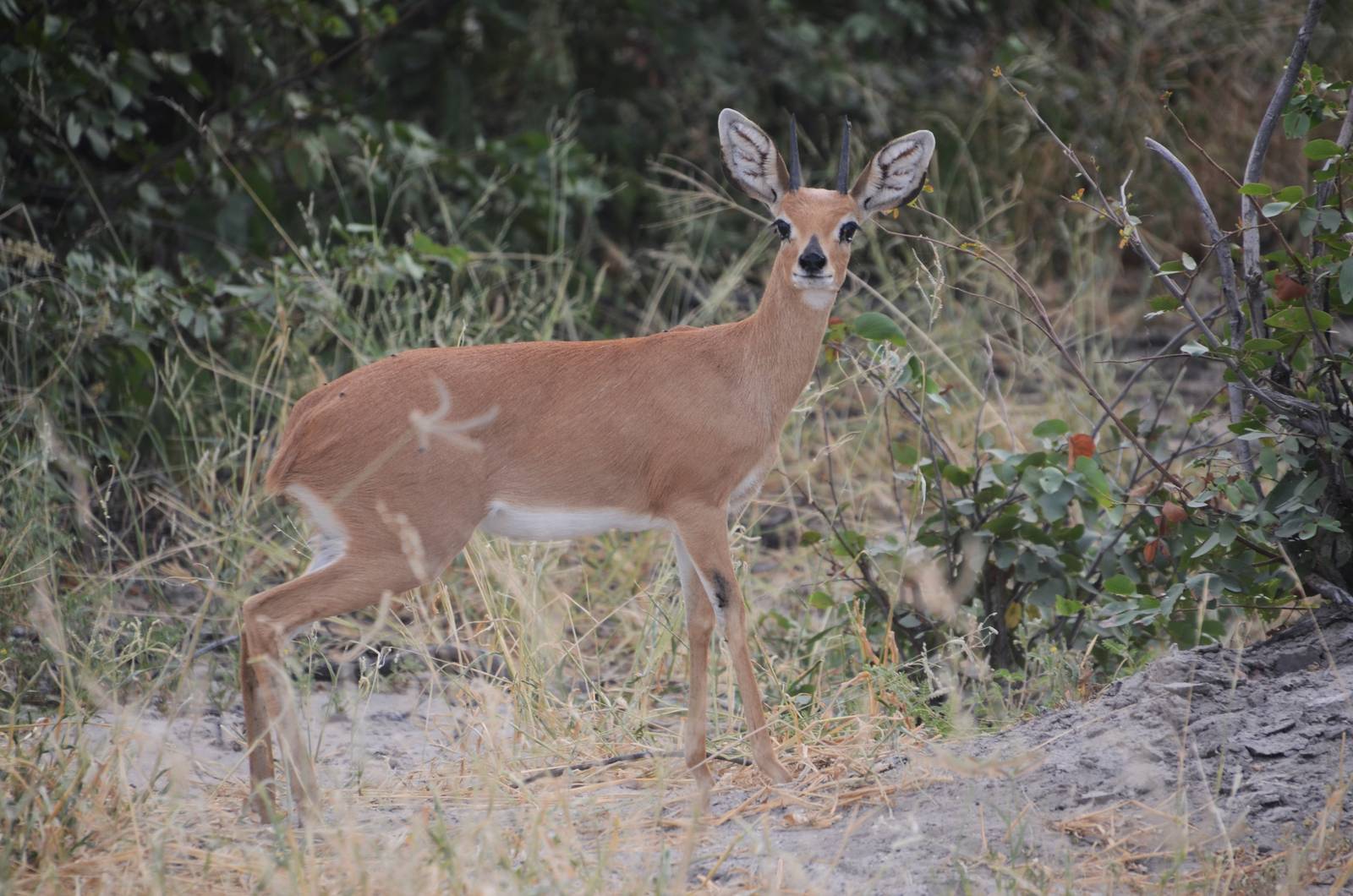 Steenbok, Road to Khwai Community Area, Botswana, 23/04/16