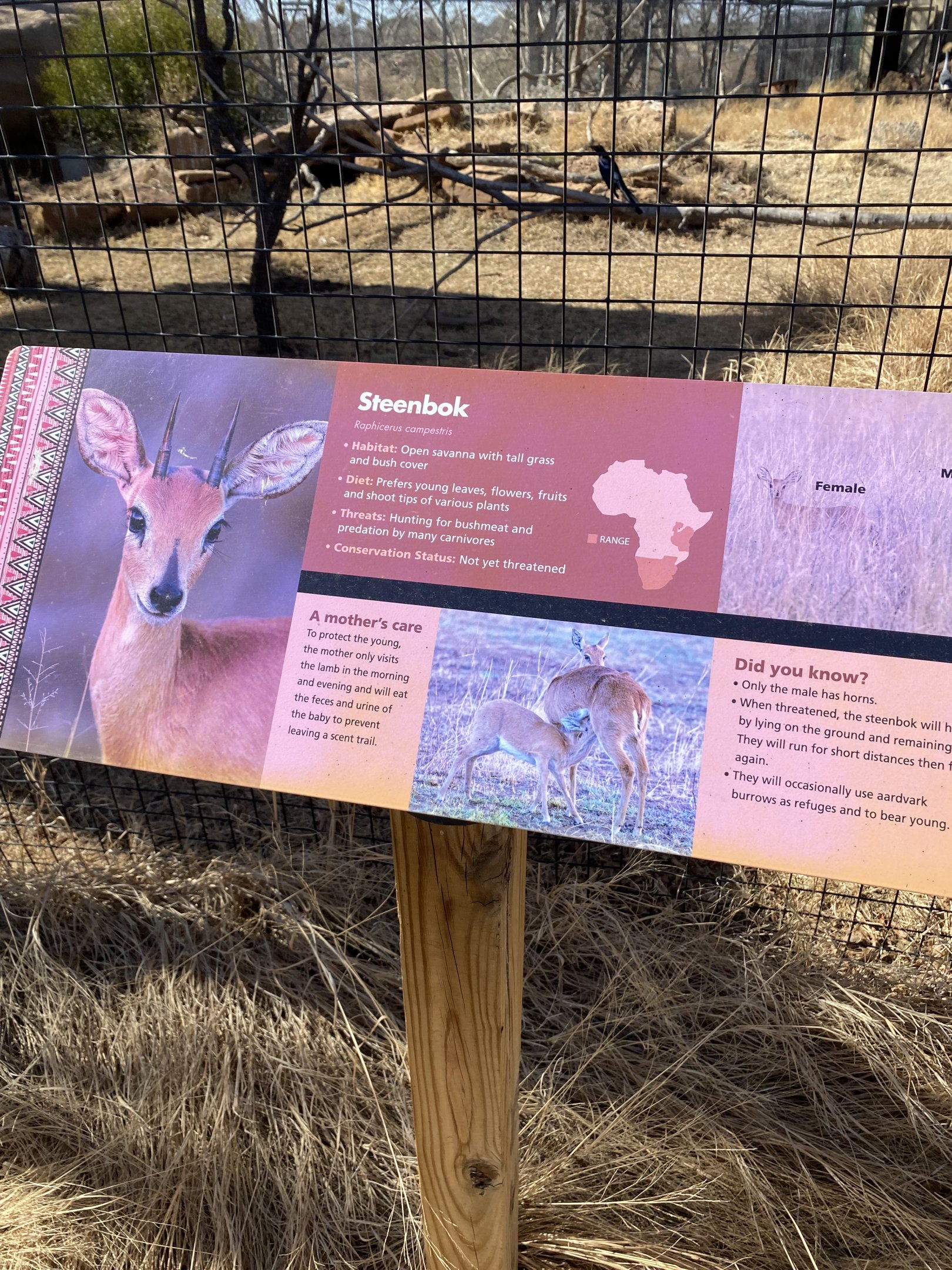 Steenbok Signage
