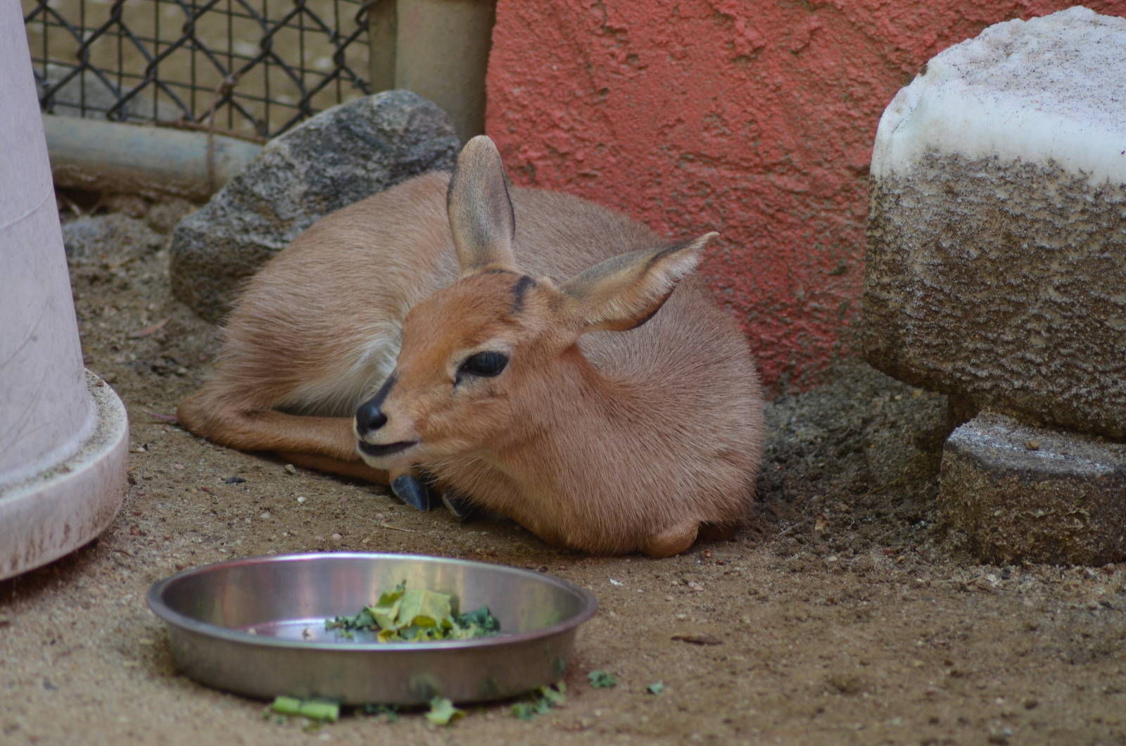 Steenbok Youngster