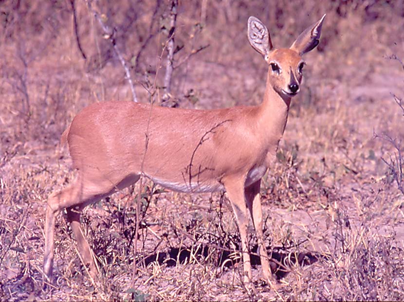 Steenbok
