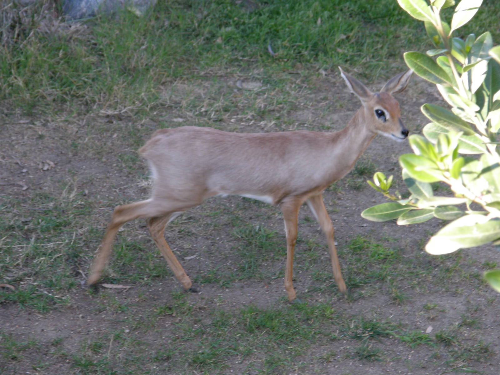 steenbok