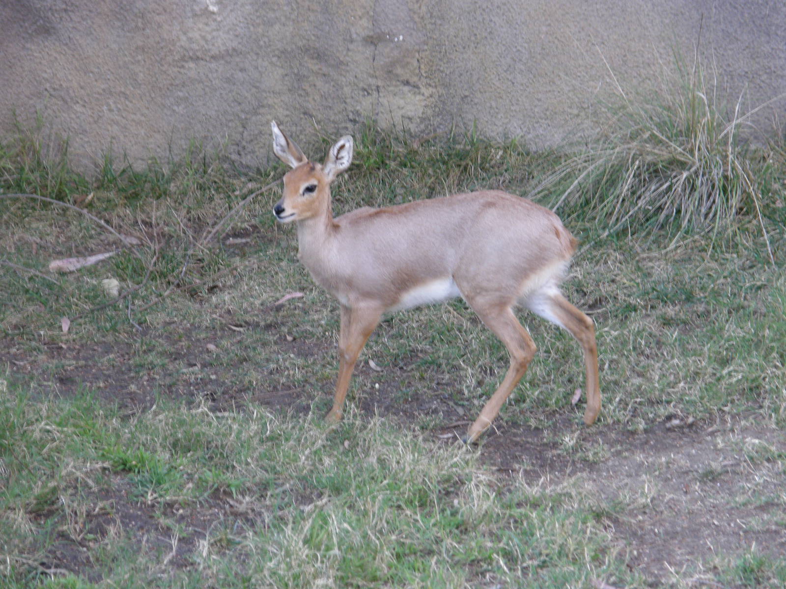 steenbok