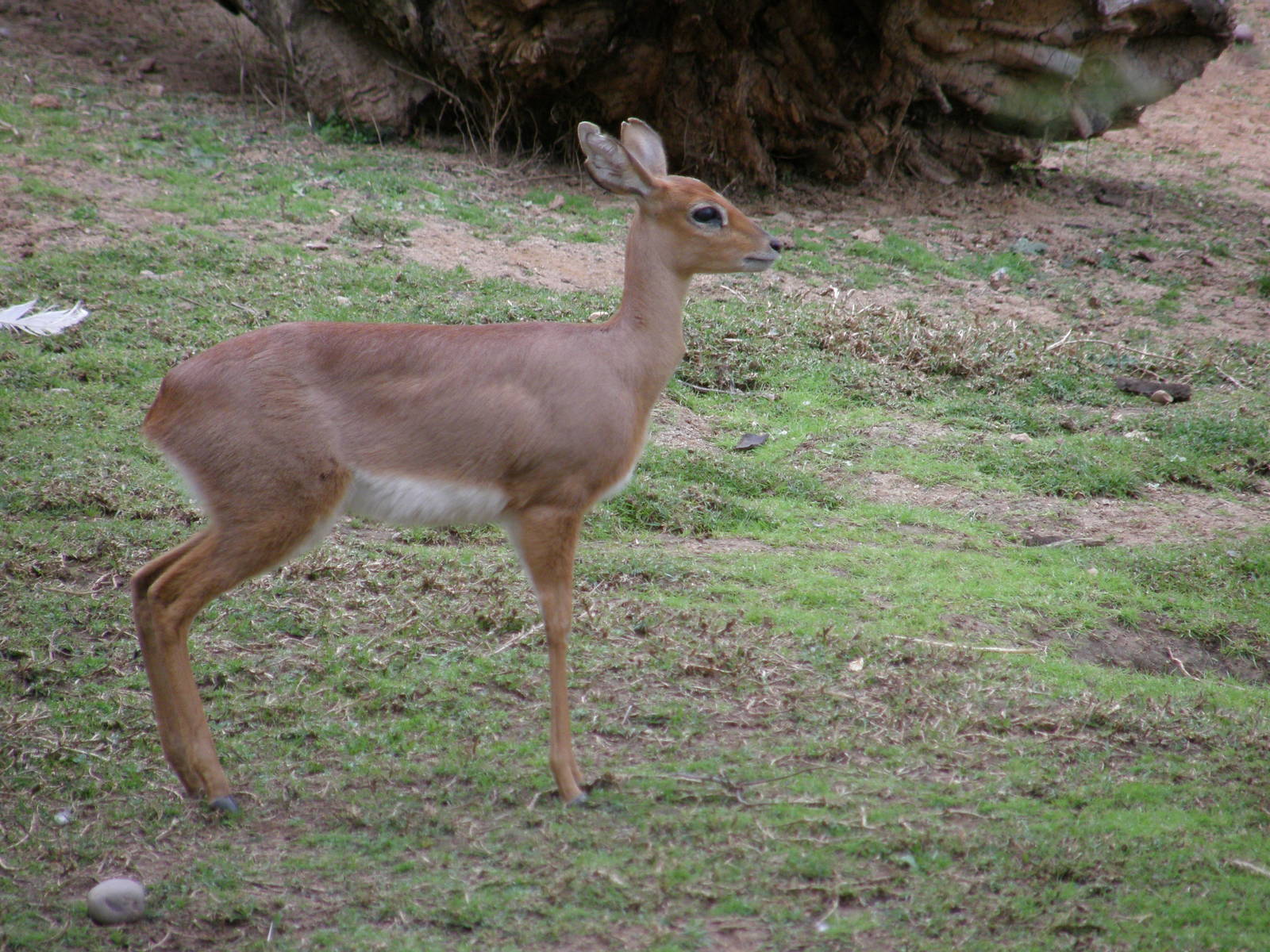 steenbok
