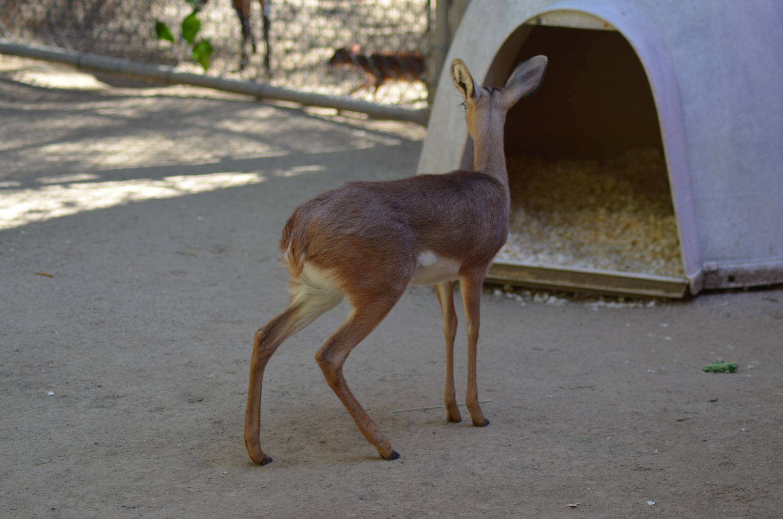 Steenbok