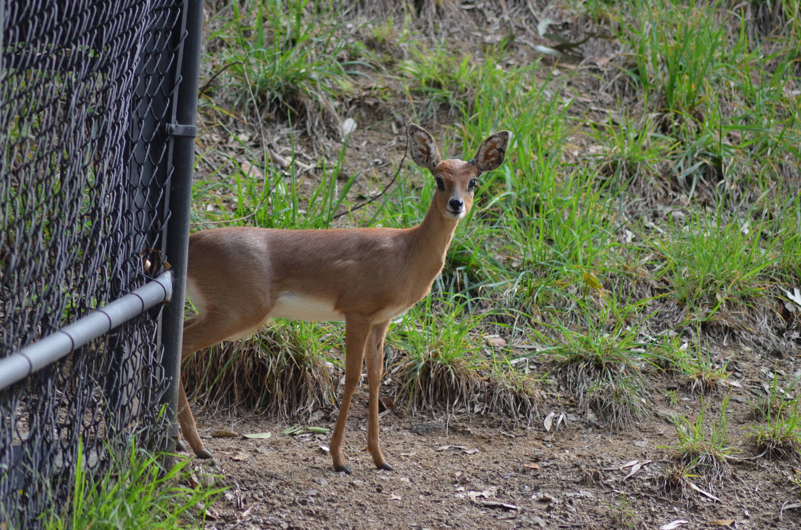 Steenbok