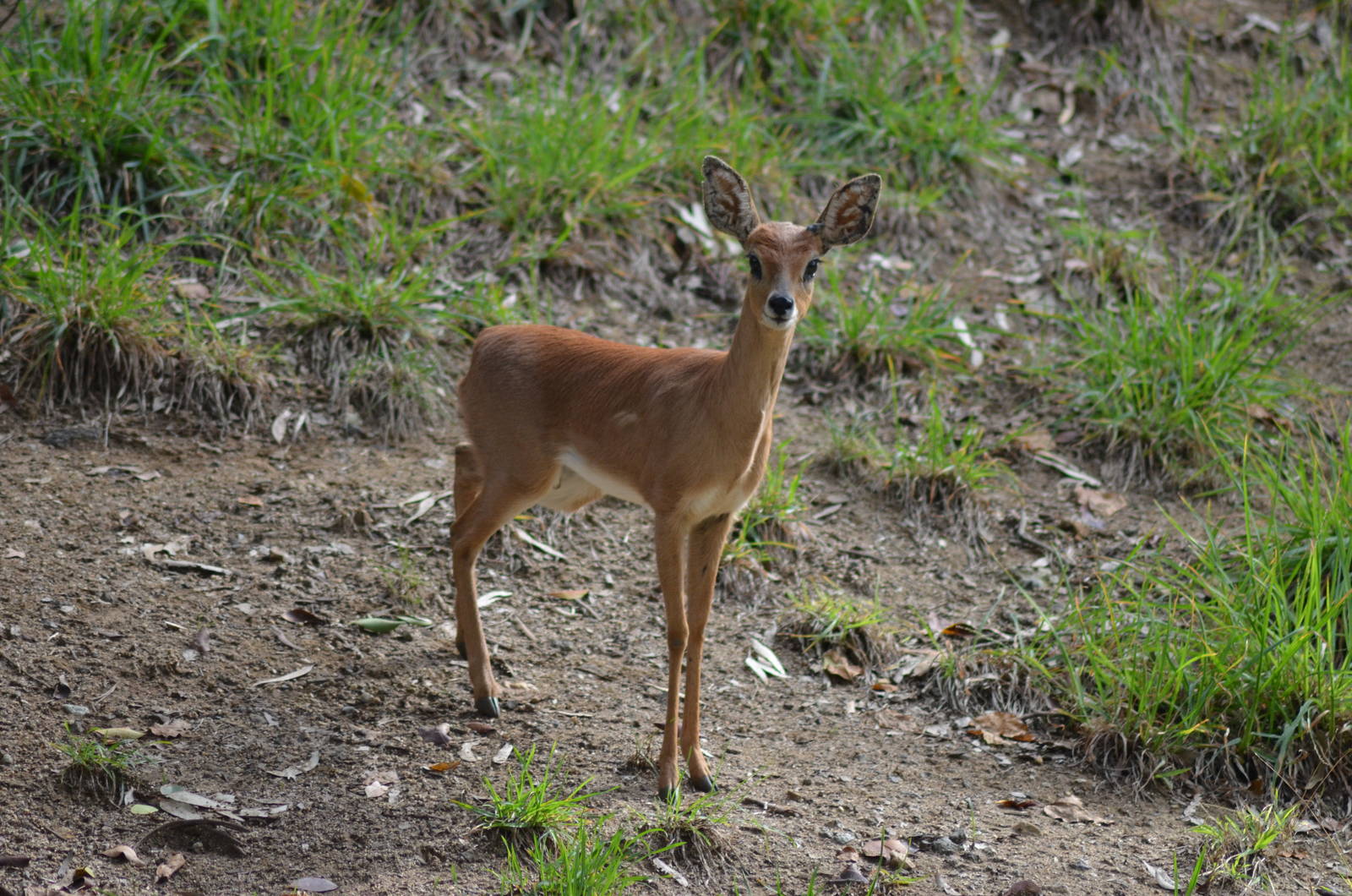 Steenbok