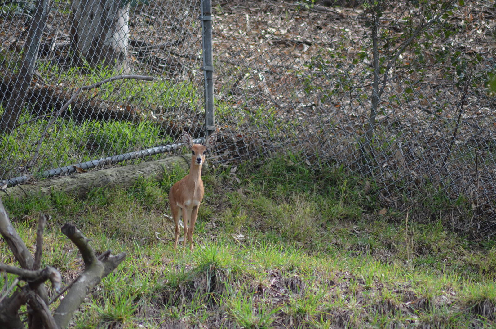 Steenbok