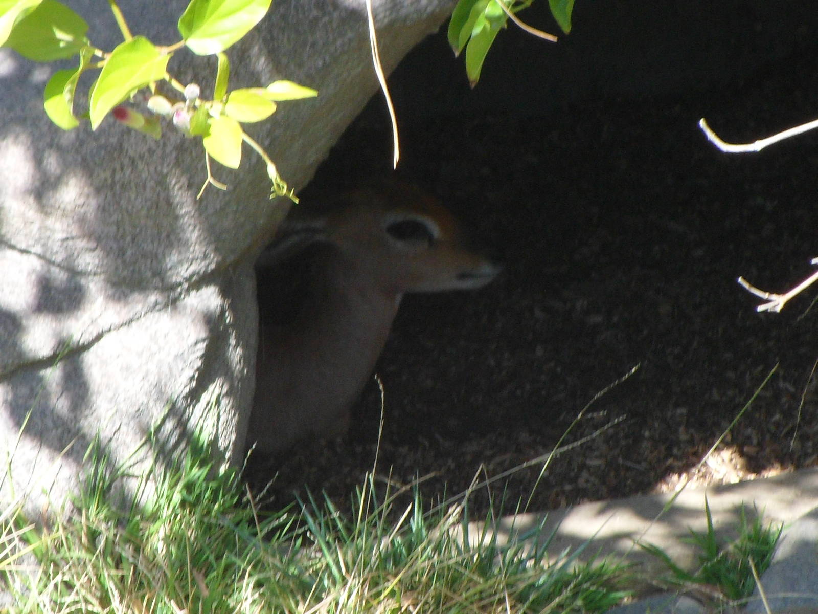 Steenbok