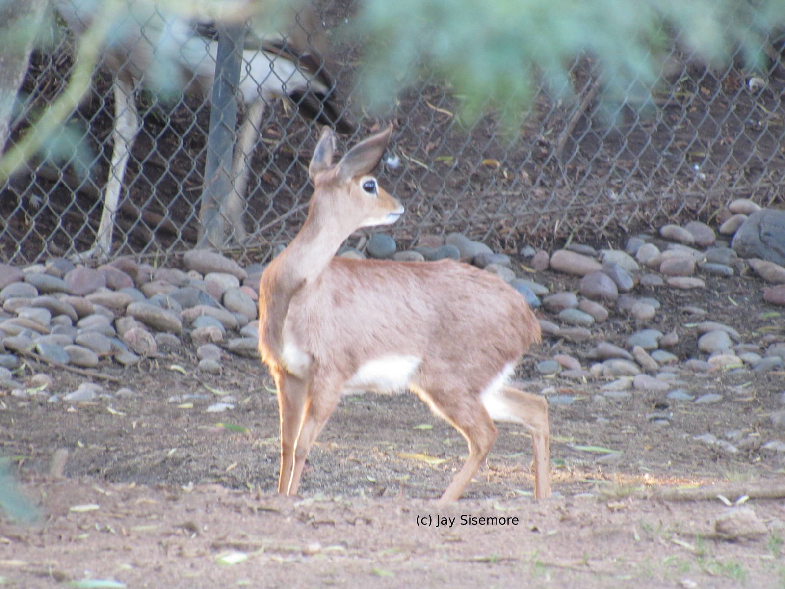 Steenbok